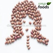 Chinese Light Speckled Kidney Beans Huanan Origin